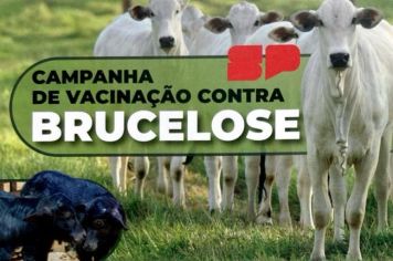 CAMPANHA DE VACINAÇÃO CONTRA BRUCELOSE 2024