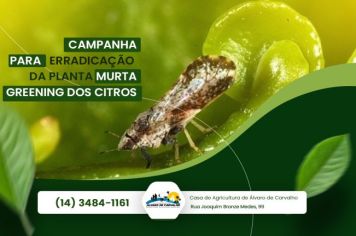 Campanha para erradicação da planta Murta